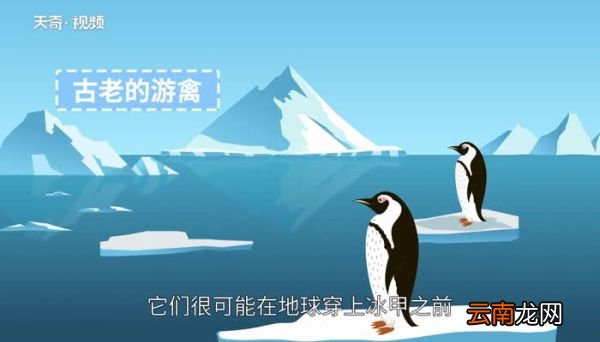 企鹅属于什么动物 企鹅是什么动物