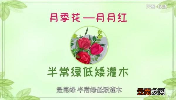 月季花的功效与作用 月季花茶有哪些功效呢