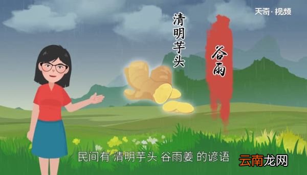 谷雨种姜行吗 几月最适合种植生姜
