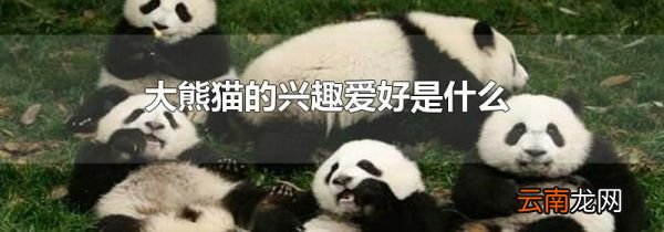 大熊猫的兴趣爱好是什么