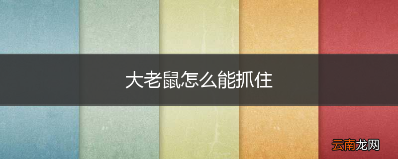 大老鼠怎么能抓住