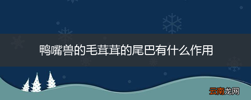 鸭嘴兽的毛茸茸的尾巴有什么作用
