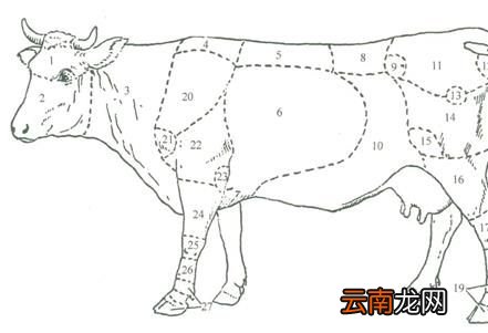 牛身上各部位肉名称食材解析