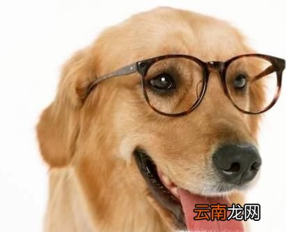 怎么判断狗狗有没有狂犬病 判断狗狗狂犬病方法