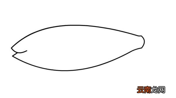 鲱鱼简笔画 鲱鱼简笔画怎么画