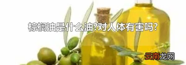 棕榈油是什么油?对人体有害吗?