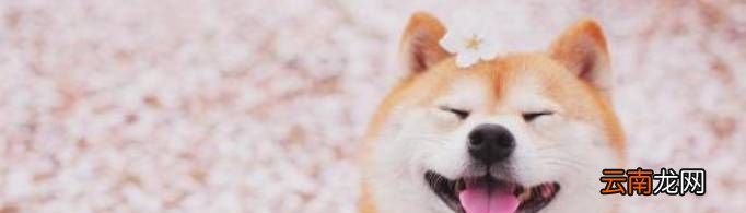 柴犬价格多少？