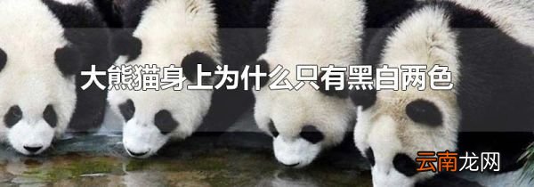 大熊猫身上为什么只有黑白两色