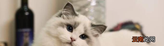 布偶猫价格多少？