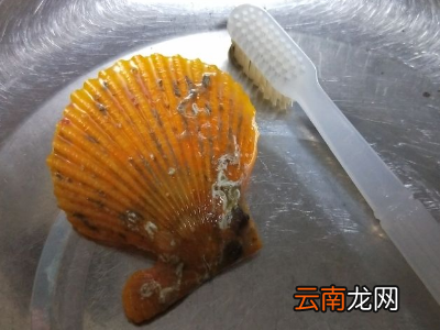 夏威夷贝怎么保存