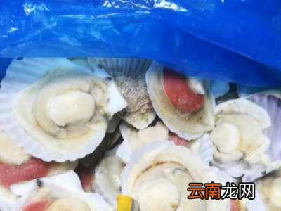 夏威夷贝怎么保存