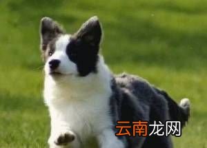 什么品种的狗最聪明？