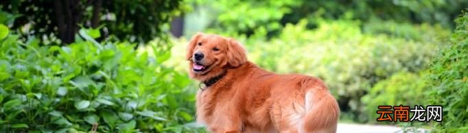 金毛犬价格多少？