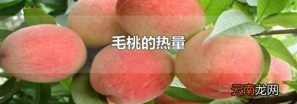 毛桃的热量