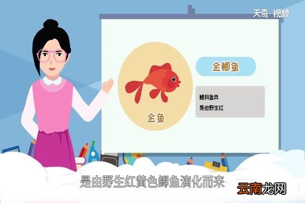 金鱼吃什么 金鱼是什么鱼