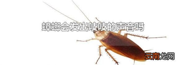蟑螂会发出吱吱的声音吗