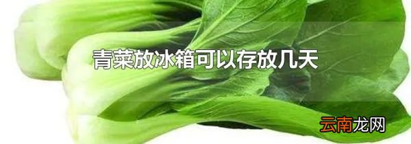 青菜放冰箱可以存放几天