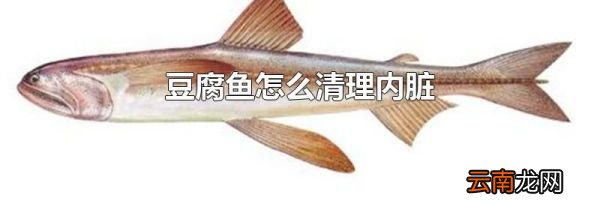 豆腐鱼怎么清理内脏