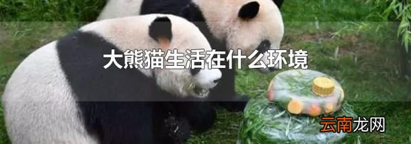 大熊猫生活在什么环境