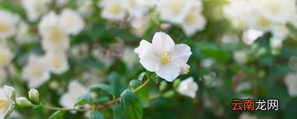 茉莉花喜欢阳光还是阴凉 茉莉花的花语