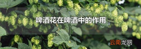 啤酒花在啤酒中的作用