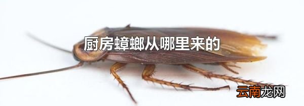 厨房蟑螂从哪里来的