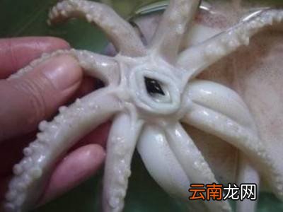 鱿鱼的皮怎么能快速去除