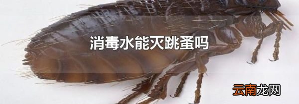 消毒水能灭跳蚤吗