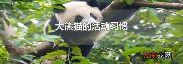 大熊猫的活动习惯