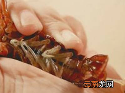 冷冻的波士顿龙虾怎么处理
