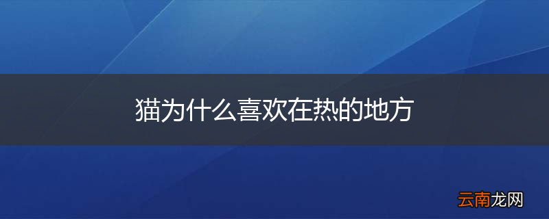 猫为什么喜欢在热的地方