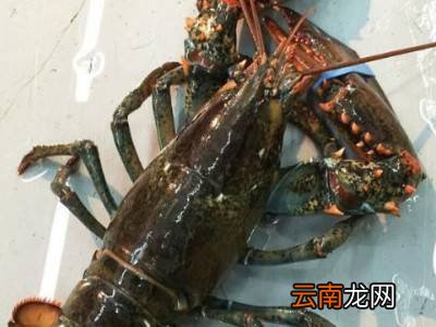 冷冻的波士顿龙虾怎么处理