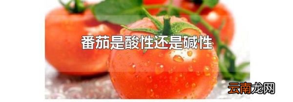 番茄是酸性还是碱性