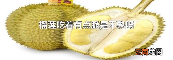 榴莲吃着有点脆是不熟吗