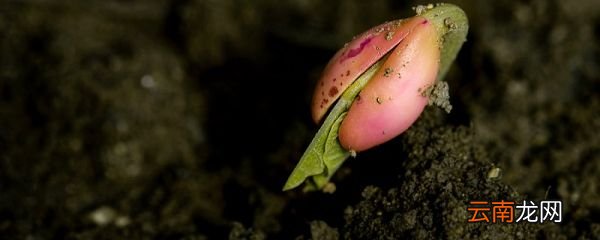 生根粉怎么用 生根粉的使用方法