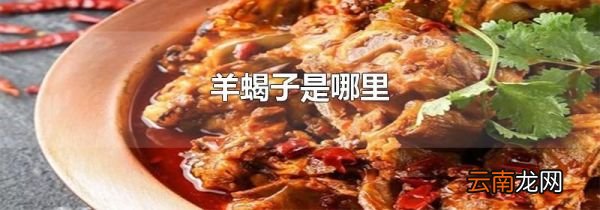 羊蝎子是哪里