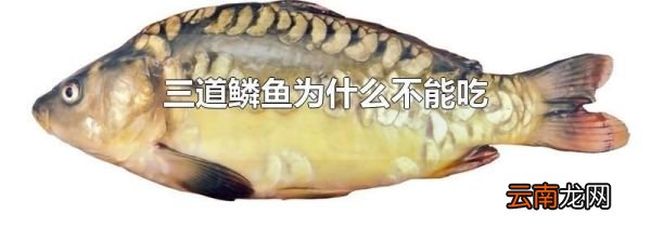 三道鳞鱼为什么不能吃