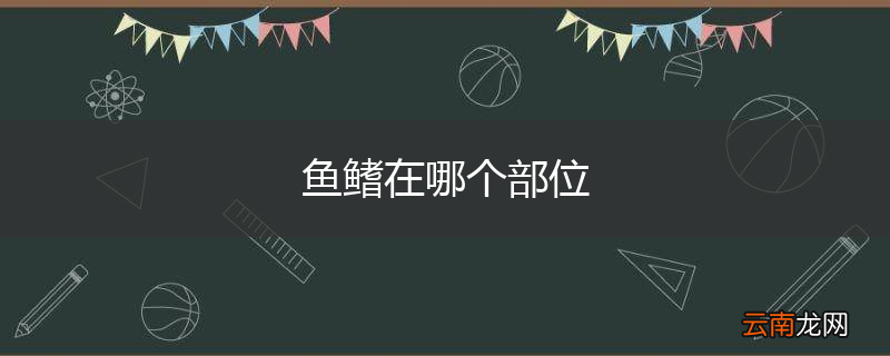 鱼鳍在哪个部位