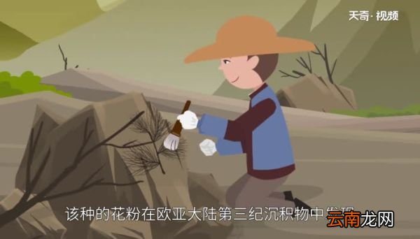有植物熊猫之称的是 被称为植物熊猫的是什么植物