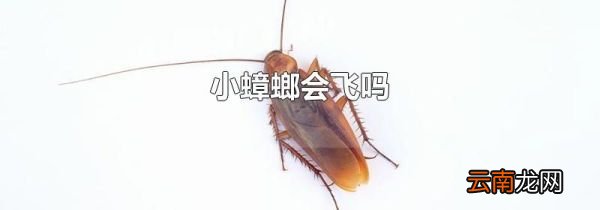 小蟑螂会飞吗