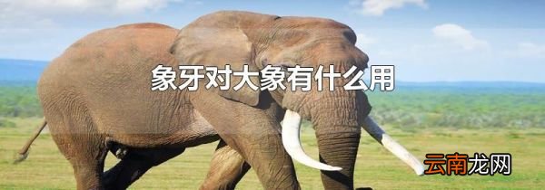 象牙对大象有什么用