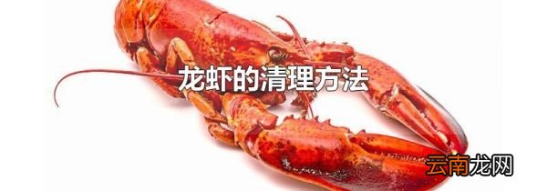 龙虾的清理方法