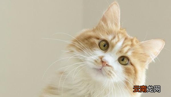 猫薄荷是什么东西 猫薄荷简介
