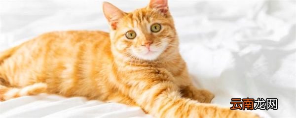 猫薄荷是什么东西 猫薄荷简介