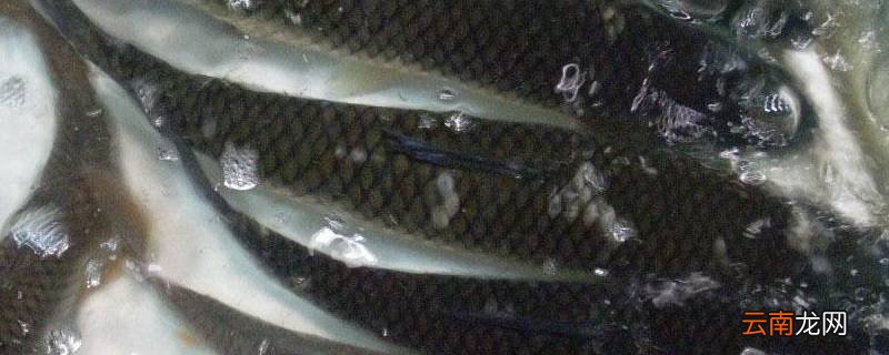 鱼类动物有哪些
