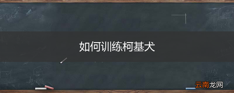 如何训练柯基犬