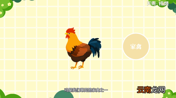 鸡是鸟类吗 鸡是不是鸟类