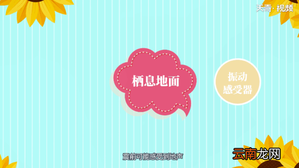 鸡是鸟类吗 鸡是不是鸟类