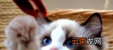 猫咪晚上老爱叫怎么办
