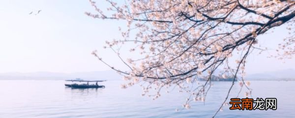 不是天涯卷起杨花似雪花作者减字木兰花苏轼赏析